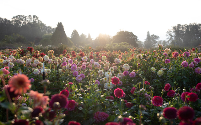 Campo di dalie Floret