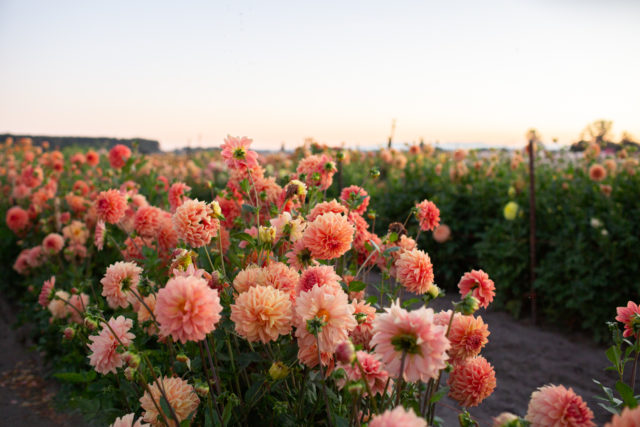 Dalie tonde di sherbet presso Floret Flower Farm