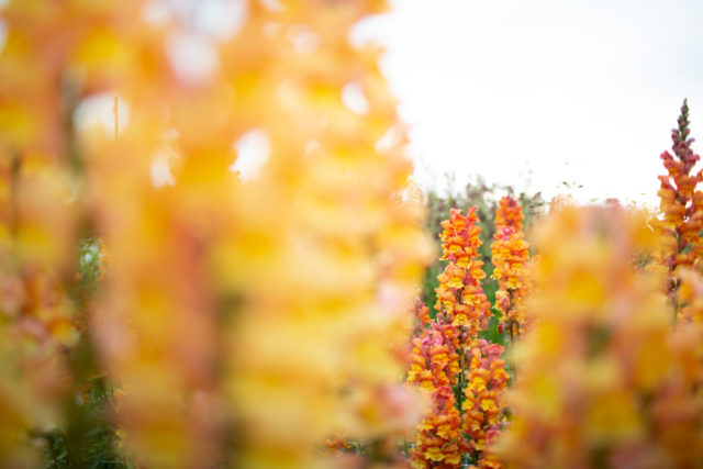 Bocca di leone presso Floret Flower Farm