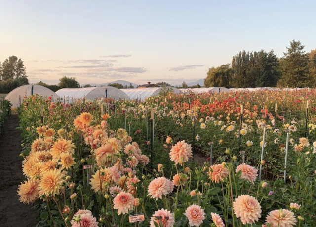 Campo di dalie Floret