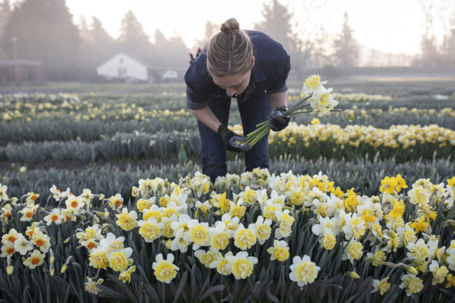 Narcisi in fiore presso la Floret Flower Farm A Year in Flowers Week 14