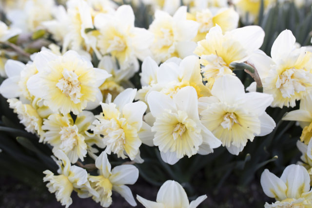 Narcisi in fiore presso la Floret Flower Farm A Year in Flowers Week 14