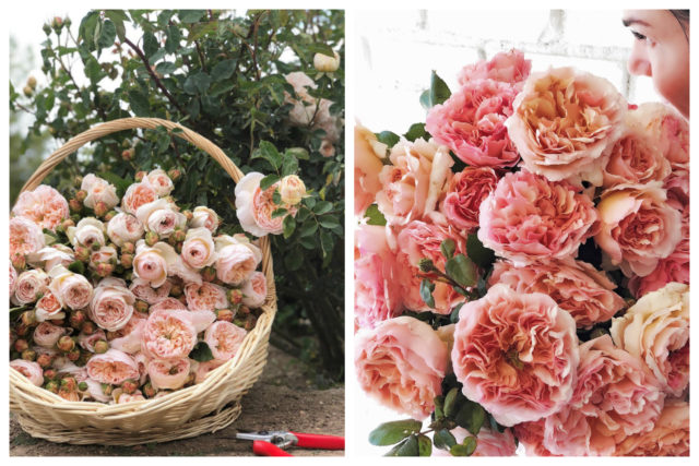 Intervista a Grace Rose Farm sul blog Floret