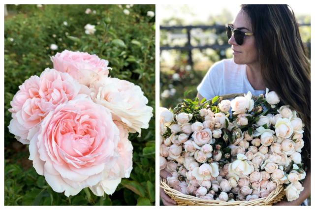 Intervista a Gracie Poulson Grace Rose Farm sul blog Floret