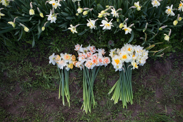 narcisi appena raccolti dal giardino