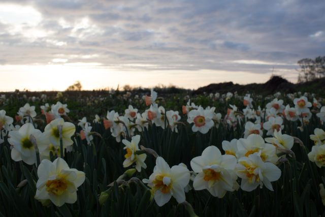 Campo di narcisi della Floret Flower Farm