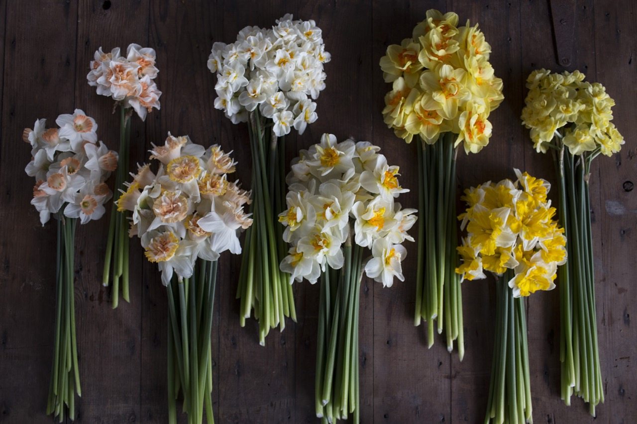 Varietà speciali di narcisi dalla Floret Flower Farm