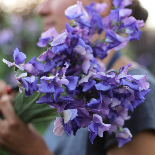 Bouquet di piselli odorosi