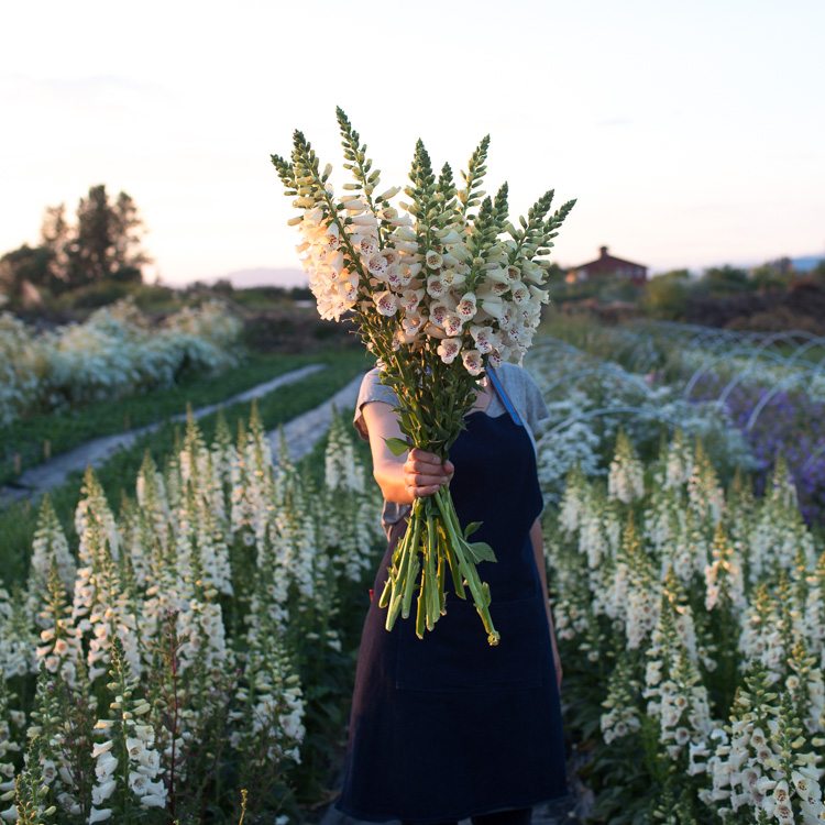 Floret_Foxgloves_Camelot Cream-2