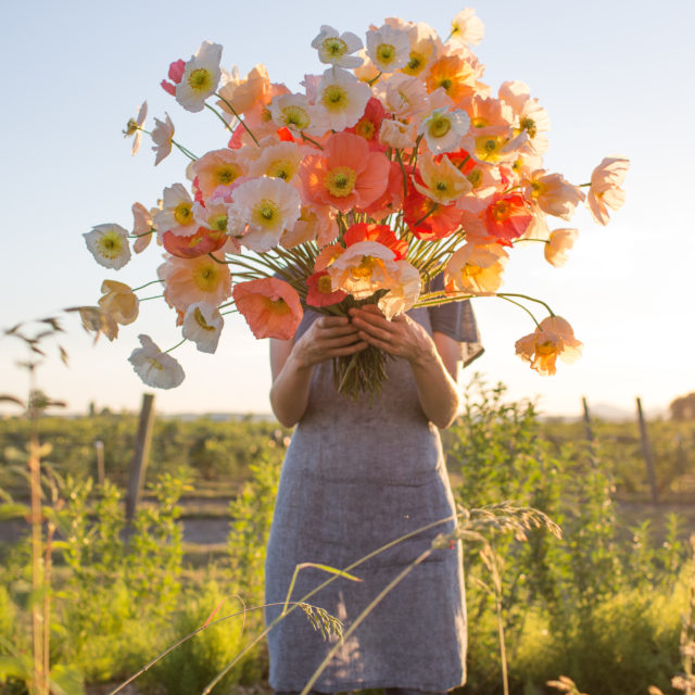 Bouquet di papaveri islandesi gigante