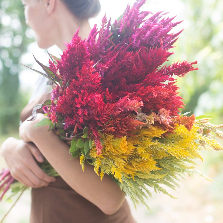 Floret_Celosia_Plume Mix-5