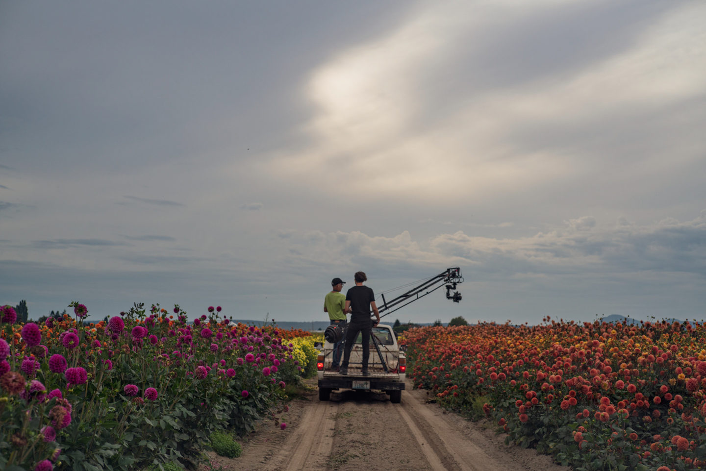 Riprese del campo di dalie per il documentario Floret sulla nuova rete Magnolia