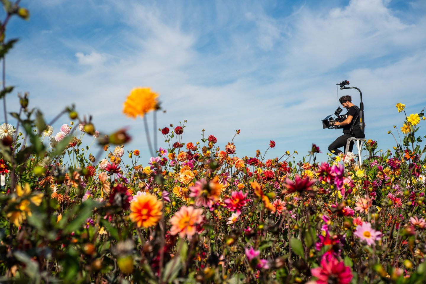 Riprese di un campo di dalie per il nuovo documentario Floret sulla rete Magnolia