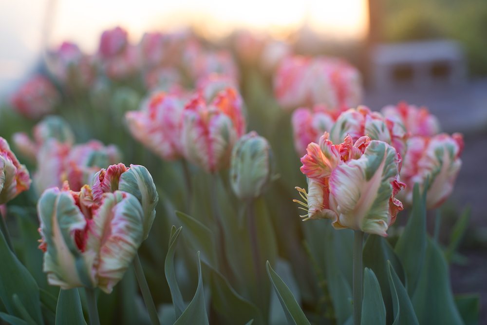 floret_blog_tulips-2