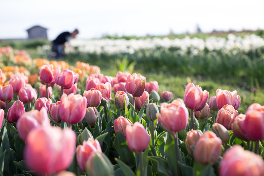 floret_blog_tulips-4