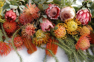 Varietà di Leucospermum, Banksia e Protea Queen, Andrea, Grandecep e Fiesta