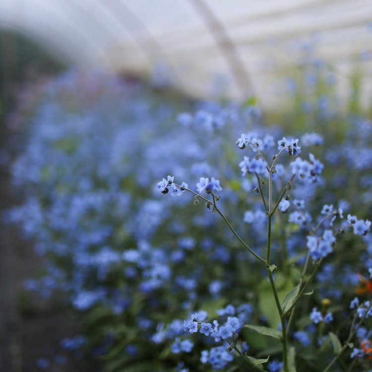 Floret_Forget Me Nots_Blue Showers-3