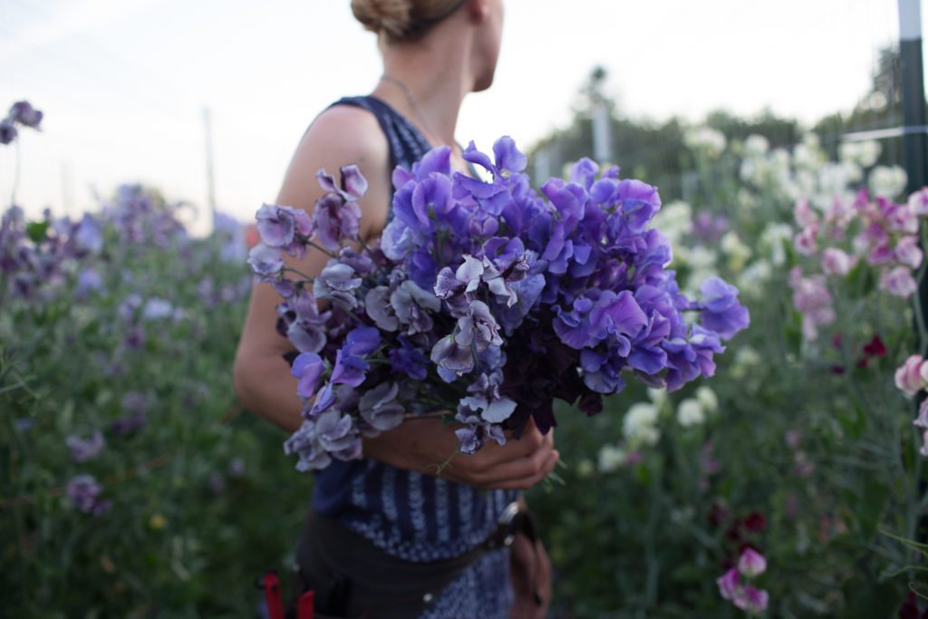 Floret_How To Grow Sweet Peas-2