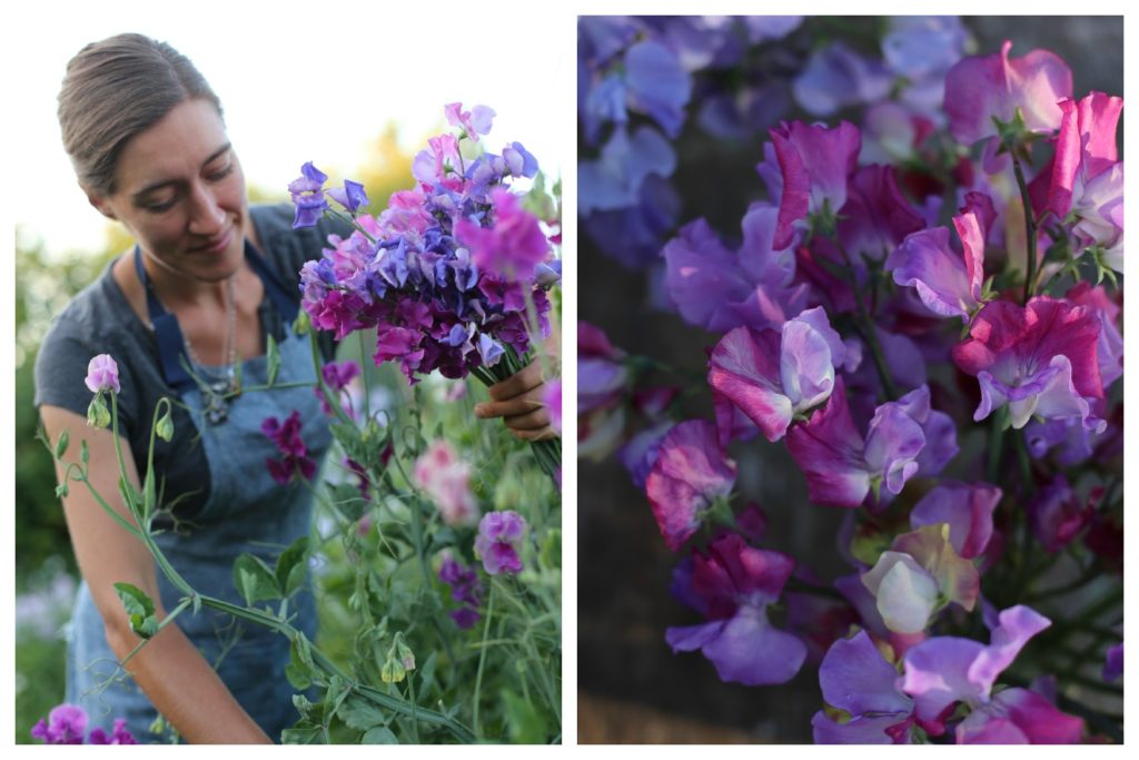 harvestingsweetpeas