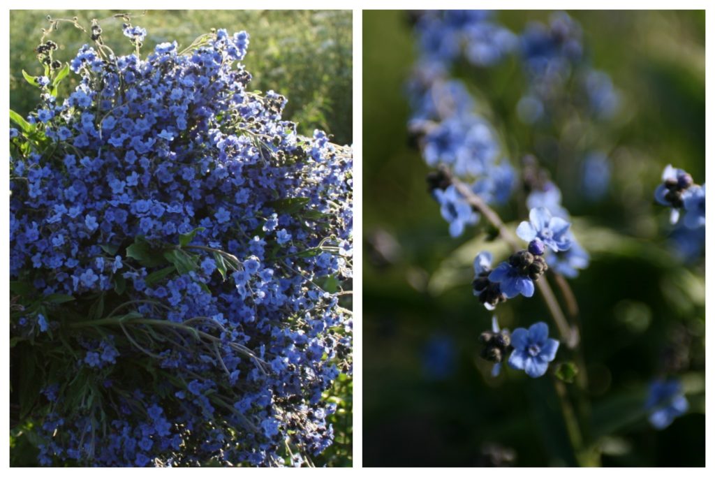 harvestingcynoglossum