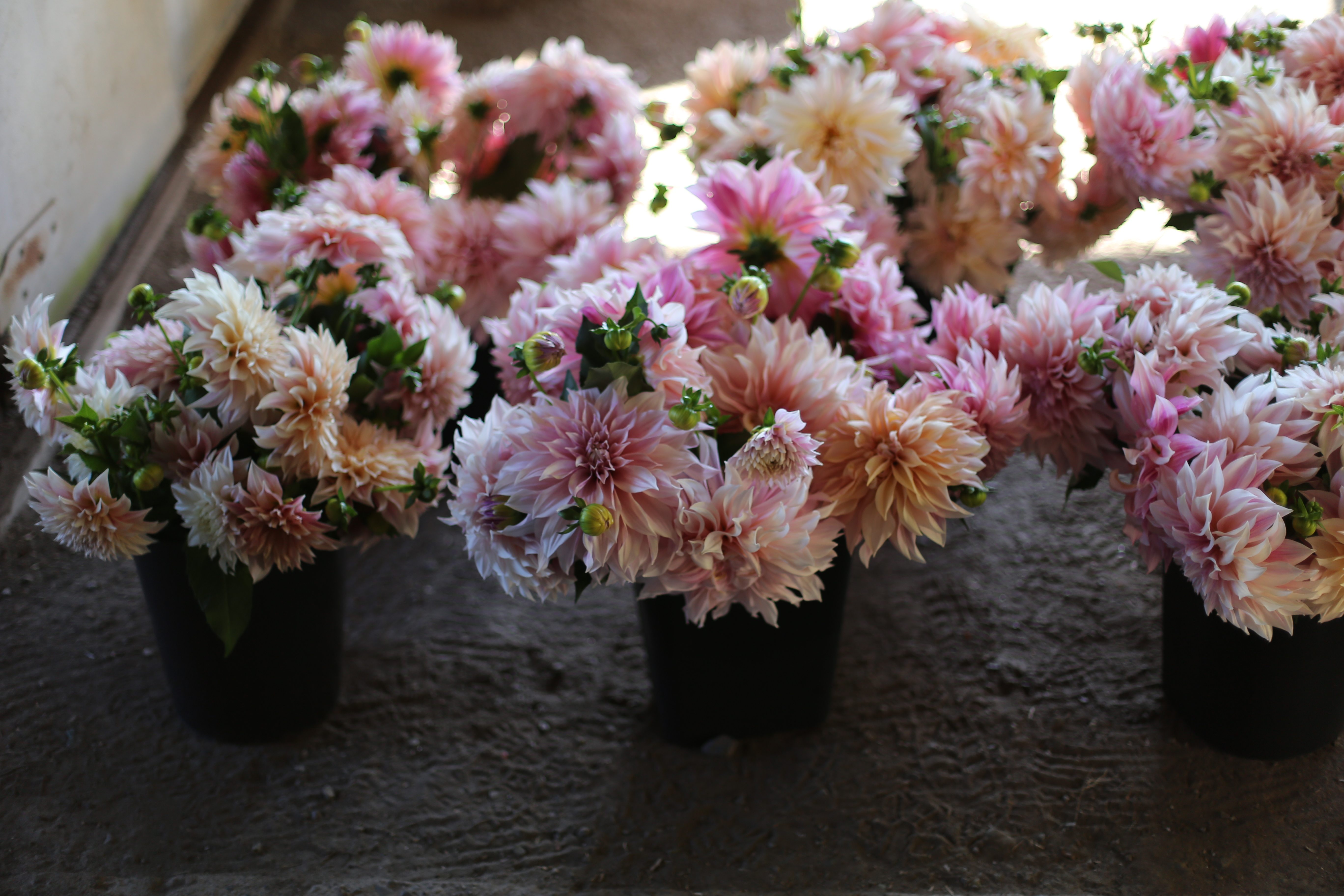 Cafe au Lait dahlia tuber collection