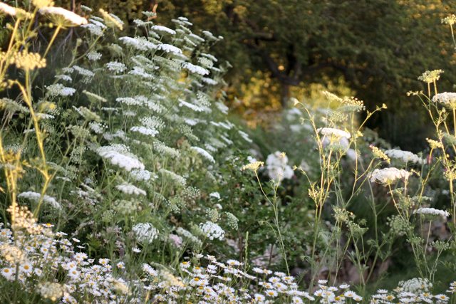 GardenMeadow