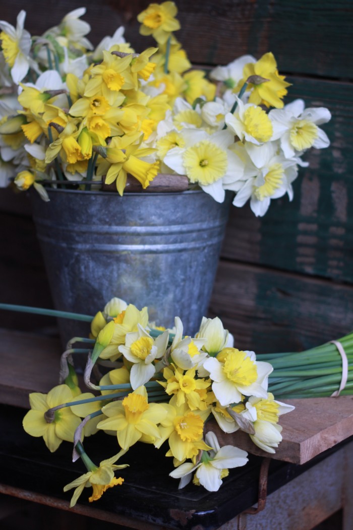 first 2014 flower harvest daffy