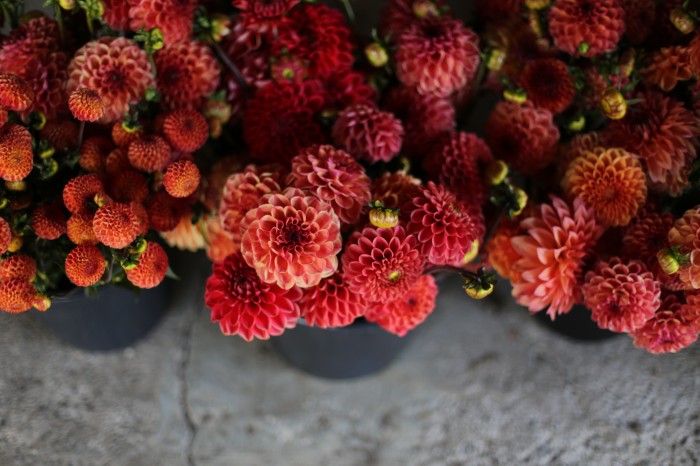 Fattoria dei Fiori Floret Dahlie