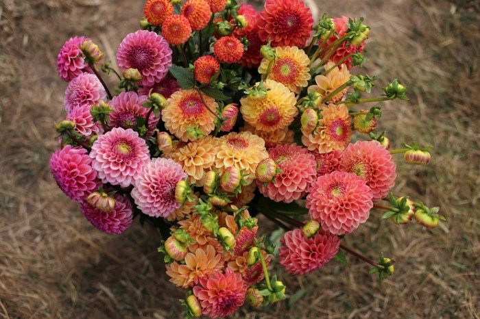 Fattoria dei Fiori Floret Dahlie