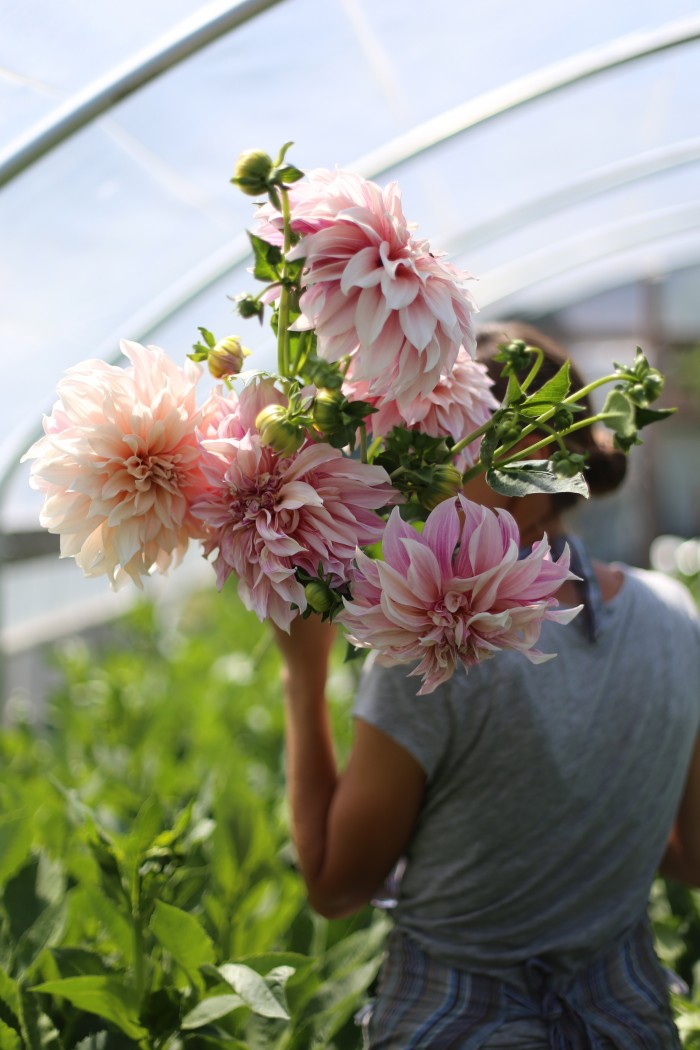 Cafè au Lait Dalia Floret Flower Farm