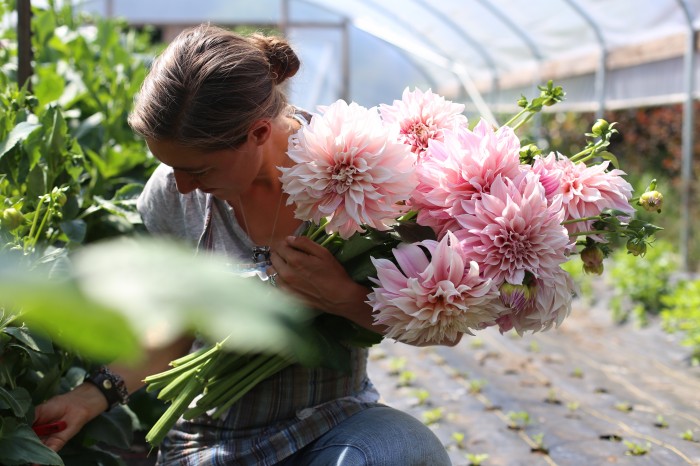 Cafè au Lait Dalia Floret Flower Farm