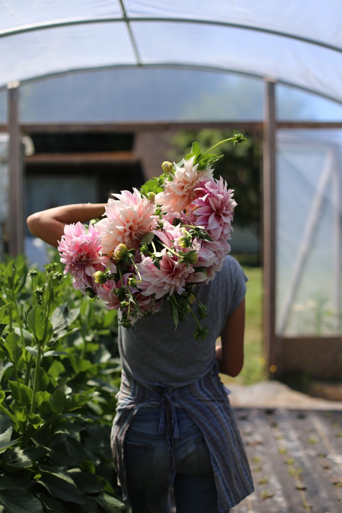 Cafè au Lait Dalia Floret Flower Farm