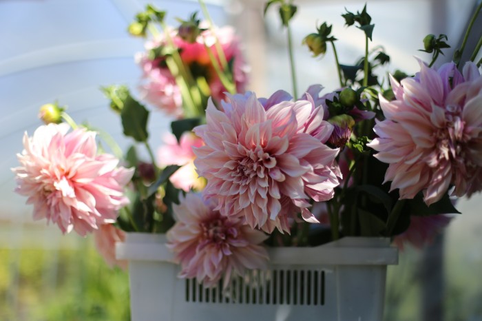 Cafè au Lait Dalia Floret Flower Farm