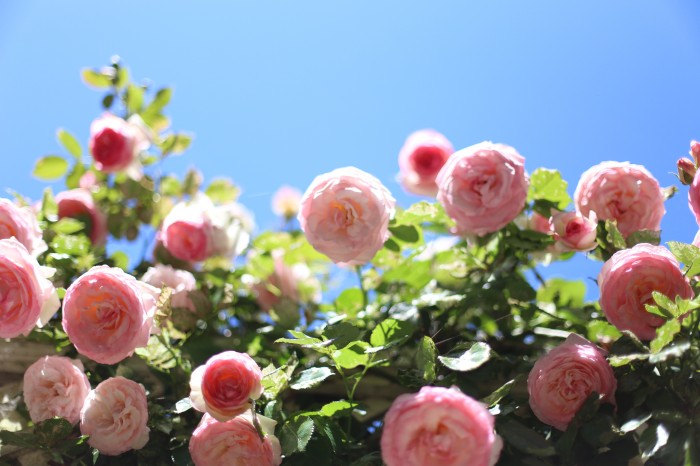 Eden Rose at Garden Valley Ranch