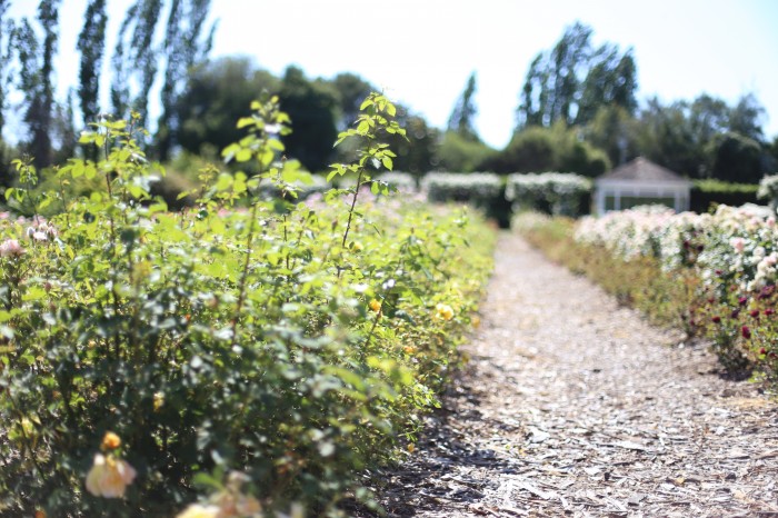 rose field at Garden Valley Ranch