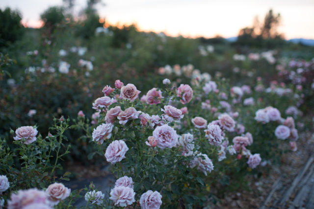 Filari di rose in crescita presso Floret Farm