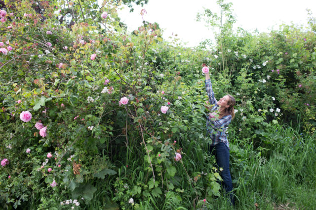 Erin Benzakein raggiunge una rosa