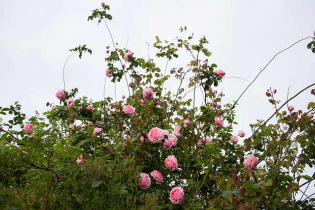 Rosa rosa che cresce selvaggia