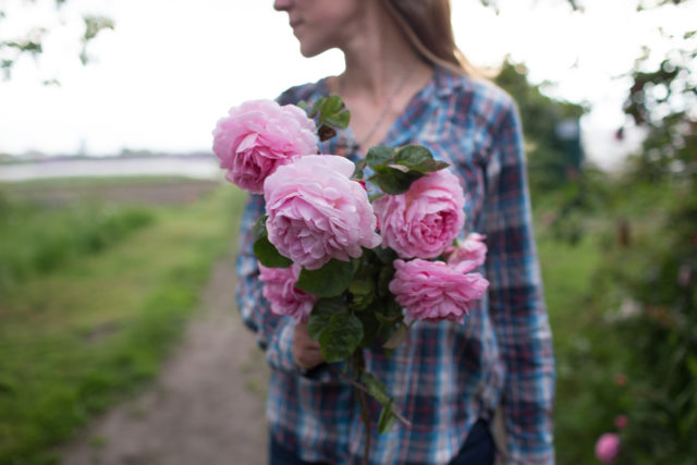 Erin Benzakein tiene in mano un mazzetto di rose rosa