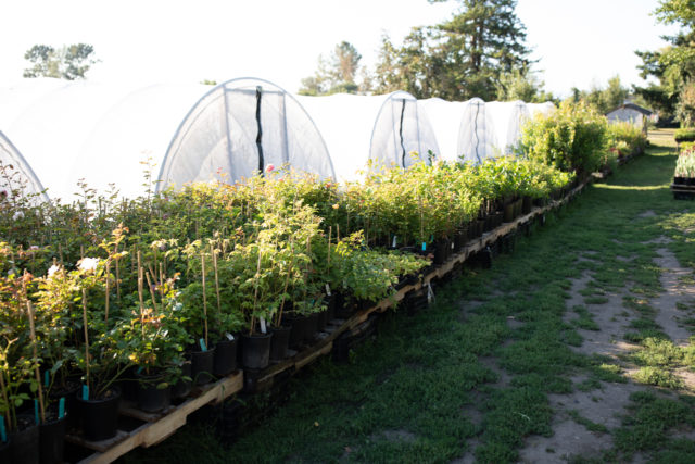 Pallet di rose davanti agli hoop house di Floret