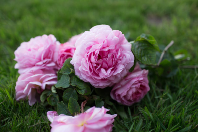 Primo piano di un piccolo mazzetto di rose rosa