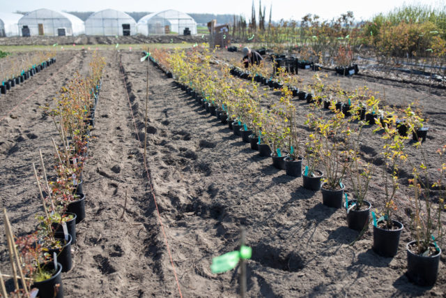 Abbiamo piantato file di rose nei campi di Floret