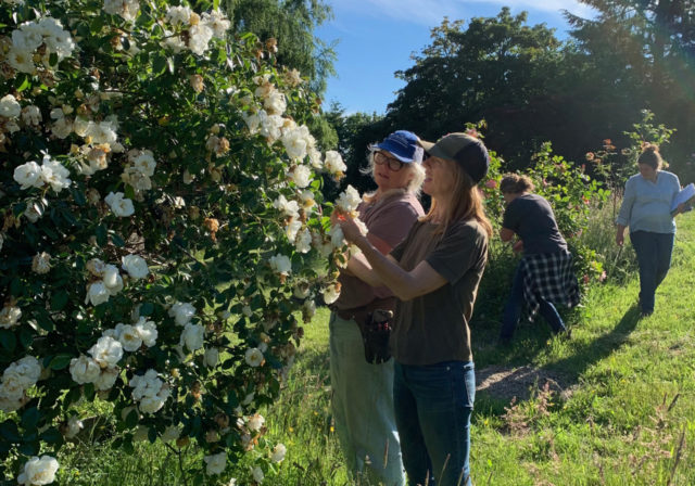 Il team Floret visita i giardini di rose di Anne Belovich