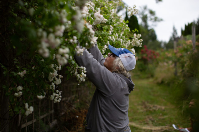 Il team Floret visita i giardini di rose di Anne Belovich e cerca di identificare le piante