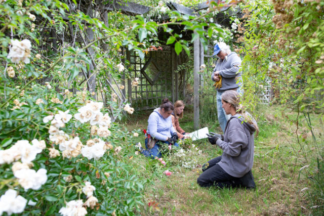 Il team Floret visita i giardini di rose di Anne Belovich e cerca di identificare le piante