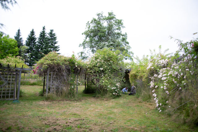 Il team Floret visita i giardini di rose di Anne Belovich e cerca di identificare le piante