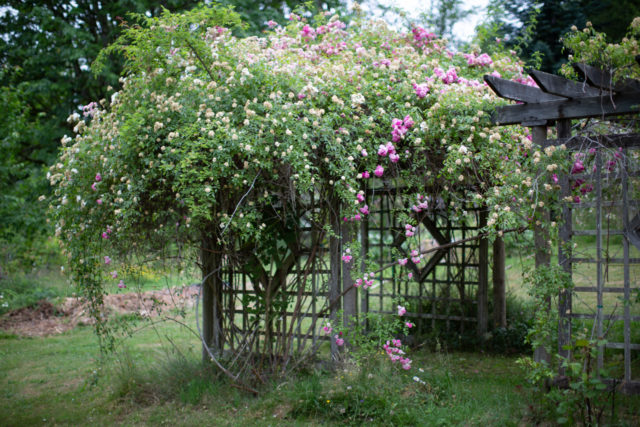 Il team Floret visita i giardini di rose di Anne Belovich