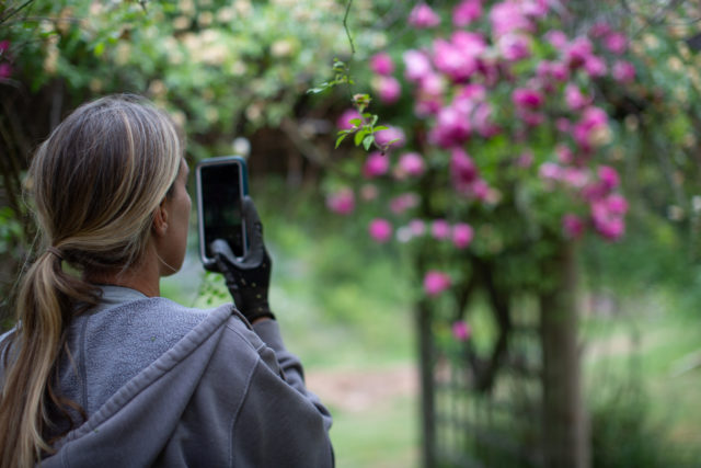 Erin Benzakein scatta una foto durante la visita ai giardini di rose di Anne Belovich