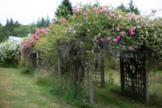 Arbori ricoperti di rose