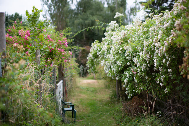 Rose nella proprietà di Anne Belovich